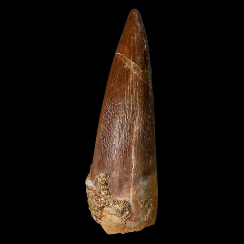 1.4" Plesiosaur Zarafasaura Tooth Fossil Cretaceous Dinosaur Era COA, Stand - Fossil Age Minerals