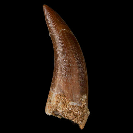 1.4" Plesiosaur Zarafasaura Tooth Fossil Cretaceous Dinosaur Era COA, Stand