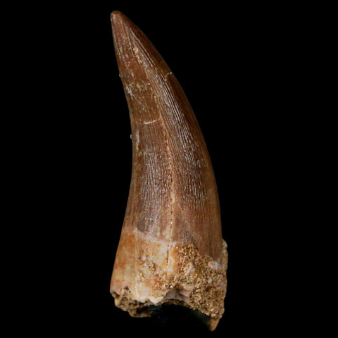 1.4" Plesiosaur Zarafasaura Tooth Fossil Cretaceous Dinosaur Era COA, Stand - Fossil Age Minerals