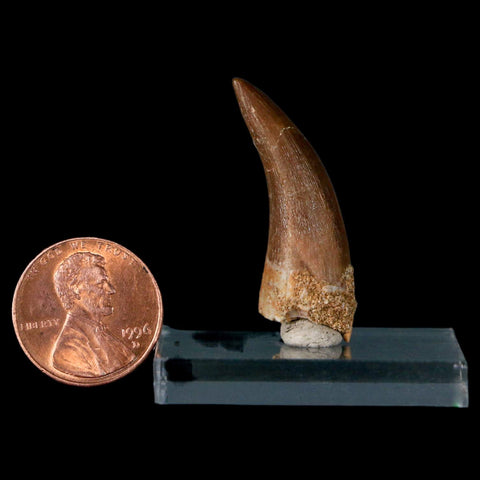 1.4" Plesiosaur Zarafasaura Tooth Fossil Cretaceous Dinosaur Era COA, Stand - Fossil Age Minerals