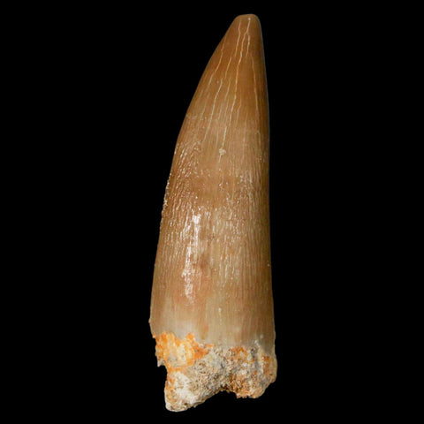 1.4" Plesiosaur Zarafasaura Tooth Fossil Cretaceous Dinosaur Era COA, Stand - Fossil Age Minerals