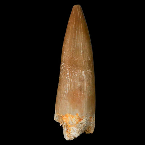 1.4" Plesiosaur Zarafasaura Tooth Fossil Cretaceous Dinosaur Era COA, Stand - Fossil Age Minerals