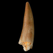 1.4" Plesiosaur Zarafasaura Tooth Fossil Cretaceous Dinosaur Era COA, Stand