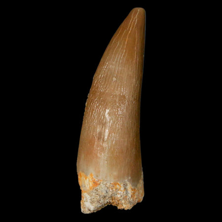 1.4" Plesiosaur Zarafasaura Tooth Fossil Cretaceous Dinosaur Era COA, Stand