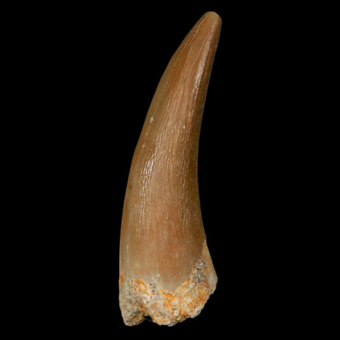 1.4" Plesiosaur Zarafasaura Tooth Fossil Cretaceous Dinosaur Era COA, Stand - Fossil Age Minerals