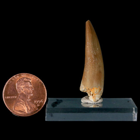 1.4" Plesiosaur Zarafasaura Tooth Fossil Cretaceous Dinosaur Era COA, Stand - Fossil Age Minerals