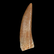 1.5" Plesiosaur Zarafasaura Tooth Fossil Cretaceous Dinosaur Era COA, Stand