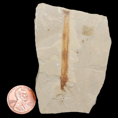 2" Equisetum Winchesteri Horsetail Fossil Plant Leaf Eocene Age Green River UT - Fossil Age Minerals