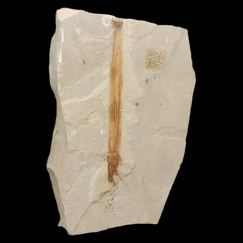 2" Equisetum Winchesteri Horsetail Fossil Plant Leaf Eocene Age Green River UT - Fossil Age Minerals