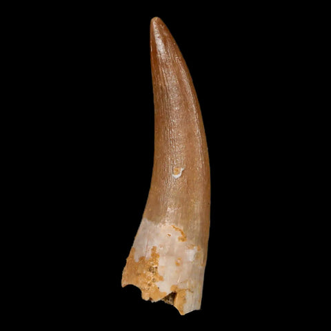 1.7" Plesiosaur Zarafasaura Tooth Fossil Cretaceous Dinosaur Era COA, Stand - Fossil Age Minerals