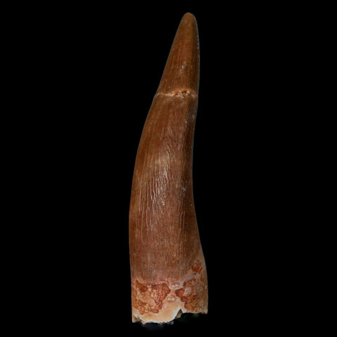 XL 2.2" Plesiosaur Zarafasaura Tooth Fossil Cretaceous Dinosaur Era COA, Stand - Fossil Age Minerals