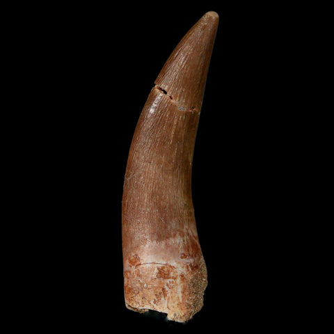 XL 2.2" Plesiosaur Zarafasaura Tooth Fossil Cretaceous Dinosaur Era COA, Stand - Fossil Age Minerals