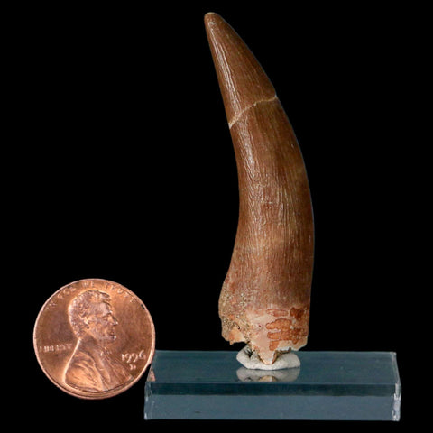 XL 2.2" Plesiosaur Zarafasaura Tooth Fossil Cretaceous Dinosaur Era COA, Stand - Fossil Age Minerals