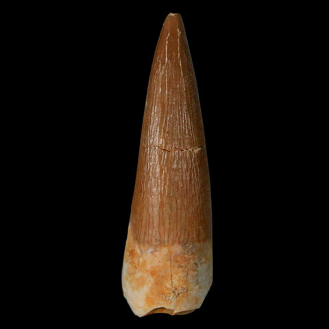 1.5" Plesiosaur Zarafasaura Tooth Fossil Cretaceous Dinosaur Era COA, Stand - Fossil Age Minerals