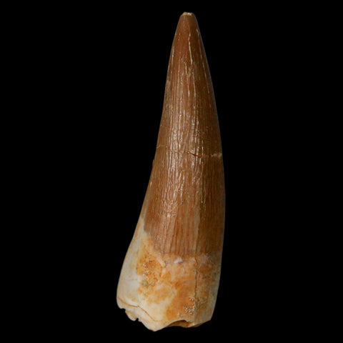 1.5" Plesiosaur Zarafasaura Tooth Fossil Cretaceous Dinosaur Era COA, Stand - Fossil Age Minerals