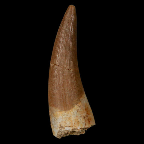 1.5" Plesiosaur Zarafasaura Tooth Fossil Cretaceous Dinosaur Era COA, Stand - Fossil Age Minerals