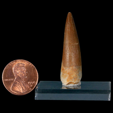 1.5" Plesiosaur Zarafasaura Tooth Fossil Cretaceous Dinosaur Era COA, Stand - Fossil Age Minerals