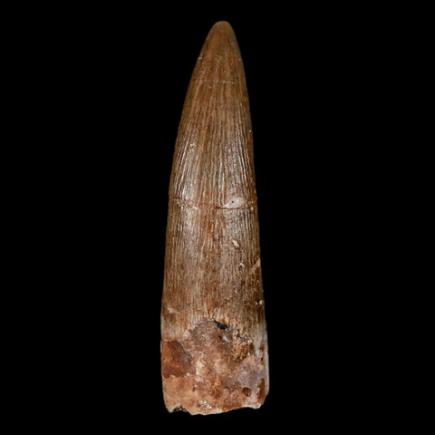 1.7" Plesiosaur Zarafasaura Tooth Fossil Cretaceous Dinosaur Era COA, Stand - Fossil Age Minerals