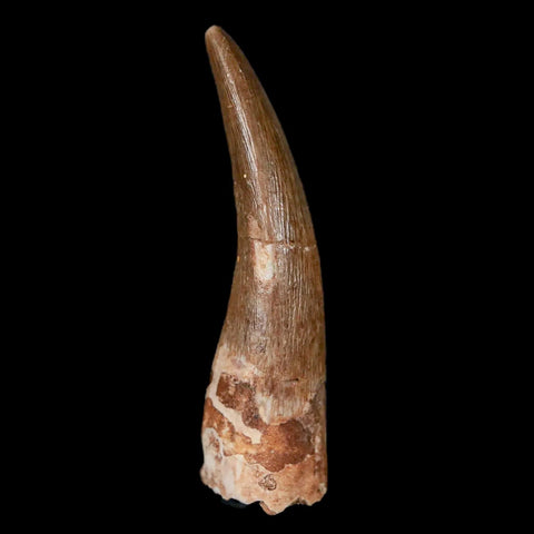 1.7" Plesiosaur Zarafasaura Tooth Fossil Cretaceous Dinosaur Era COA, Stand - Fossil Age Minerals