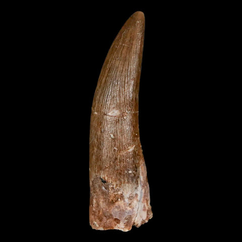 1.7" Plesiosaur Zarafasaura Tooth Fossil Cretaceous Dinosaur Era COA, Stand - Fossil Age Minerals