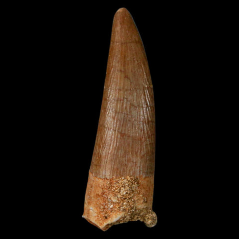 1.2" Plesiosaur Zarafasaura Tooth Fossil Cretaceous Dinosaur Era COA, Stand - Fossil Age Minerals