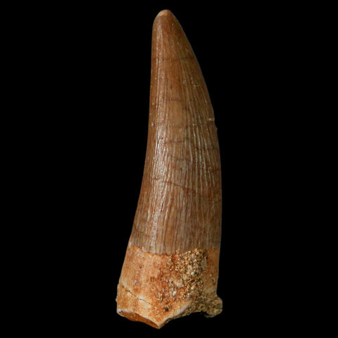 1.2" Plesiosaur Zarafasaura Tooth Fossil Cretaceous Dinosaur Era COA, Stand - Fossil Age Minerals