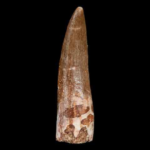 1.7" Plesiosaur Zarafasaura Tooth Fossil Cretaceous Dinosaur Era COA, Stand - Fossil Age Minerals