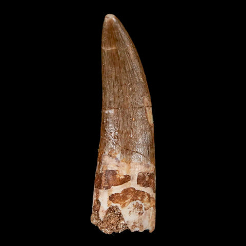 1.7" Plesiosaur Zarafasaura Tooth Fossil Cretaceous Dinosaur Era COA, Stand - Fossil Age Minerals