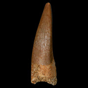 1.2" Plesiosaur Zarafasaura Tooth Fossil Cretaceous Dinosaur Era COA, Stand