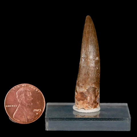 1.7" Plesiosaur Zarafasaura Tooth Fossil Cretaceous Dinosaur Era COA, Stand - Fossil Age Minerals