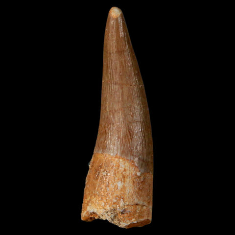 1.2" Plesiosaur Zarafasaura Tooth Fossil Cretaceous Dinosaur Era COA, Stand - Fossil Age Minerals