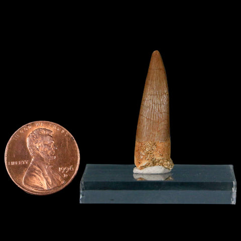 1.2" Plesiosaur Zarafasaura Tooth Fossil Cretaceous Dinosaur Era COA, Stand - Fossil Age Minerals