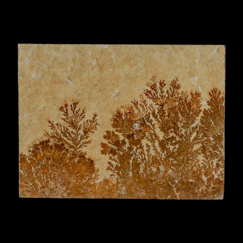 3.1" Pyrolusite Dendritic Sandstone Solnhofen Upper Jurassic Age West Germany - Fossil Age Minerals