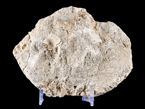 Fossil Fish Eodiaphyodus Granulosus Mouth Crusher Plate Cretaceous Age Morocco Stand - Fossil Age Minerals