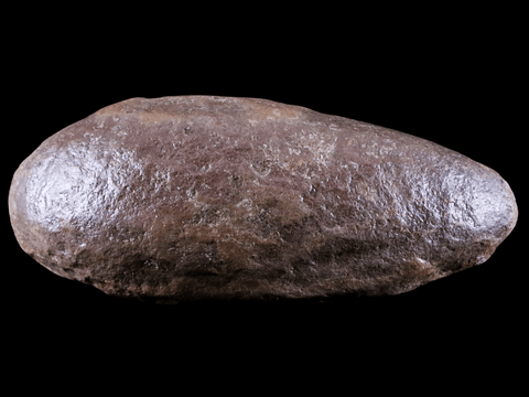 4.1" Cyperite Sp Lycopod Fossil Plant Leaf Paleozoic Era Mazon Creek, Illinois - Fossil Age Minerals