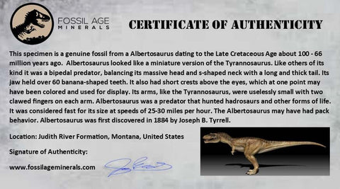 1.9" Rare Albertosaurus Fossil Juvenile Toe Bone Tyrannosaur Cretaceous Dinosaur COA - Fossil Age Minerals