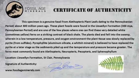 4.5" Alethopteris Fern Plant Leaf Fossil Carboniferous Age Llewellyn FM ST Clair, PA - Fossil Age Minerals