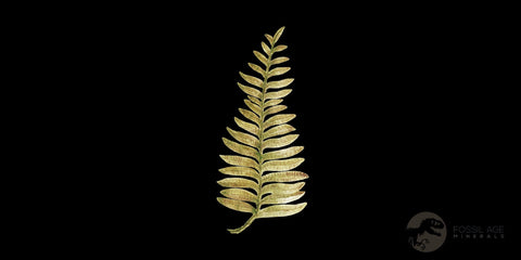 6.2" Alethopteris Fern Plant Leaf Fossil Carboniferous Age Llewellyn FM ST Clair, PA - Fossil Age Minerals