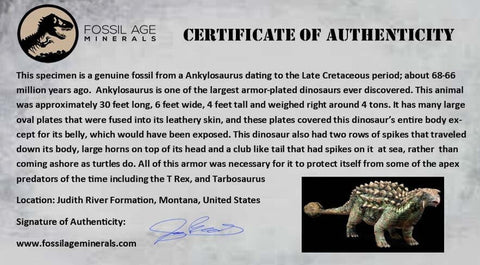 0.6" Ankylosaurus Fossil Tooth Judith River FM Cretaceous Dinosaur MT COA & Display - Fossil Age Minerals
