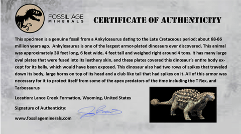 1.3" Ankylosaurus Fossil Skull Bone Lance Creek FM Cretaceous Dinosaur WY COA - Fossil Age Minerals