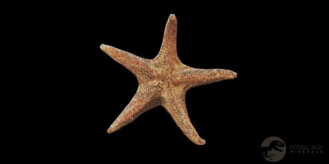 4 Two Brittlestar Petraster Starfish Fossil Ordovician Blekus Morocco COA, Stand - Fossil Age Minerals