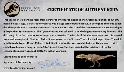 1.9" Carcharodontosaurus Fossil Tooth Cretaceous Dinosaur Morocco COA, Display - Fossil Age Minerals