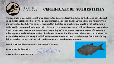 3.5" Diplomystus Dentatus Fossil Fish Green River FM WY Eocene Age COA, Stand - Fossil Age Minerals