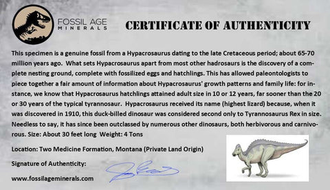 7.1" Hypacrosaurus Dinosaur Fossil Fumers Bone Two Medicine FM Montana COA - Fossil Age Minerals