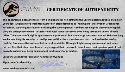 3.7" Knightia Eocaena Fossil Fish Green River FM Wyoming Eocene Age COA & Stand - Fossil Age Minerals