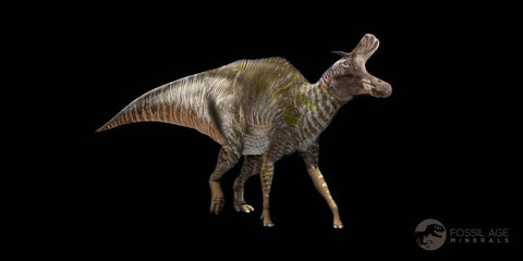 XL 1.4" Lambeosaurus Fossil Tooth Judith River FM MT Cretaceous Dinosaur COA Display - Fossil Age Minerals