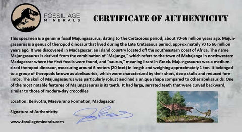 0.8" Majungasaurus Serrated Fossil Tooth Cretaceous Dinosaur Madagascar COA - Fossil Age Minerals