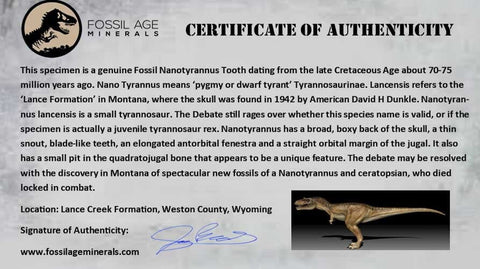 0.7" Nanotyrannus Tyrannosaurus Fossil Tooth Dinosaur Lance Creek FM WY COA - Fossil Age Minerals