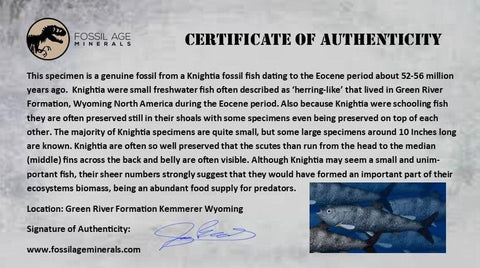 XL 4.1" Knightia Eocaena Fossil Fish Green River FM WY Eocene Age COA & Stand - Fossil Age Minerals