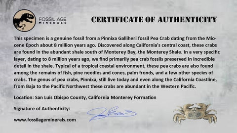 2 Two Fossil Crab Pinnixa Galliheri Pea Crab Monterey Cty San Luis Obispo Miocene COA